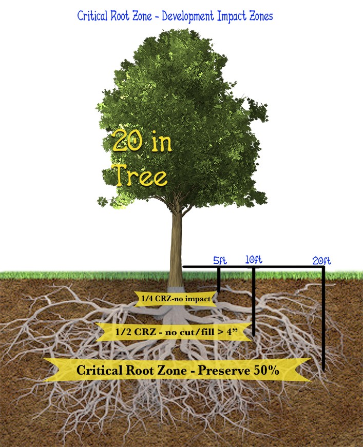 Mature tree roots and height measurements